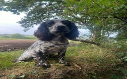 Cocker Spaniel dogs for sale: Lovely little working cocker spaniels - Image 9