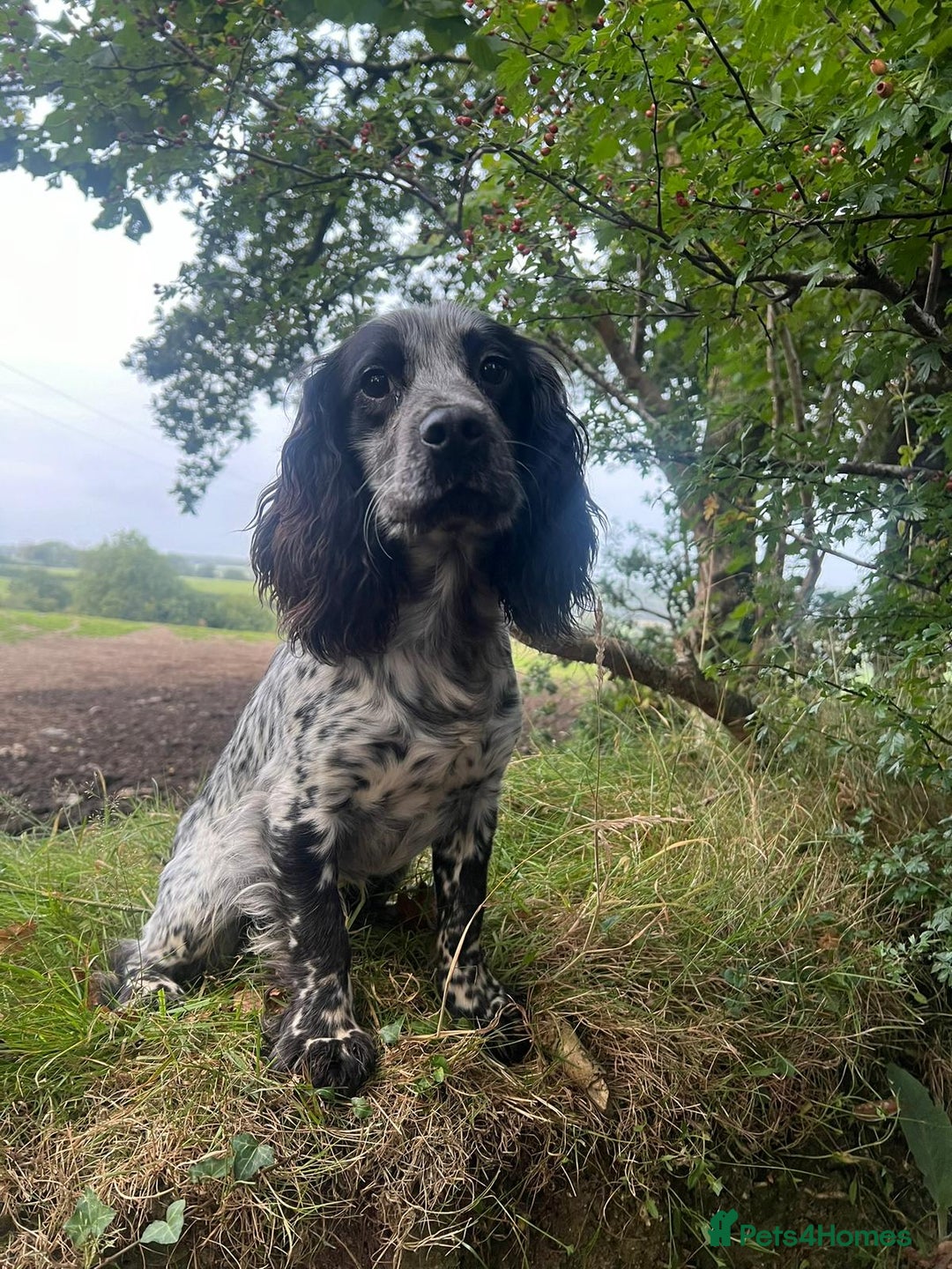 Cocker Spaniel dogs for sale: Lovely little working cocker spaniels - Image 9