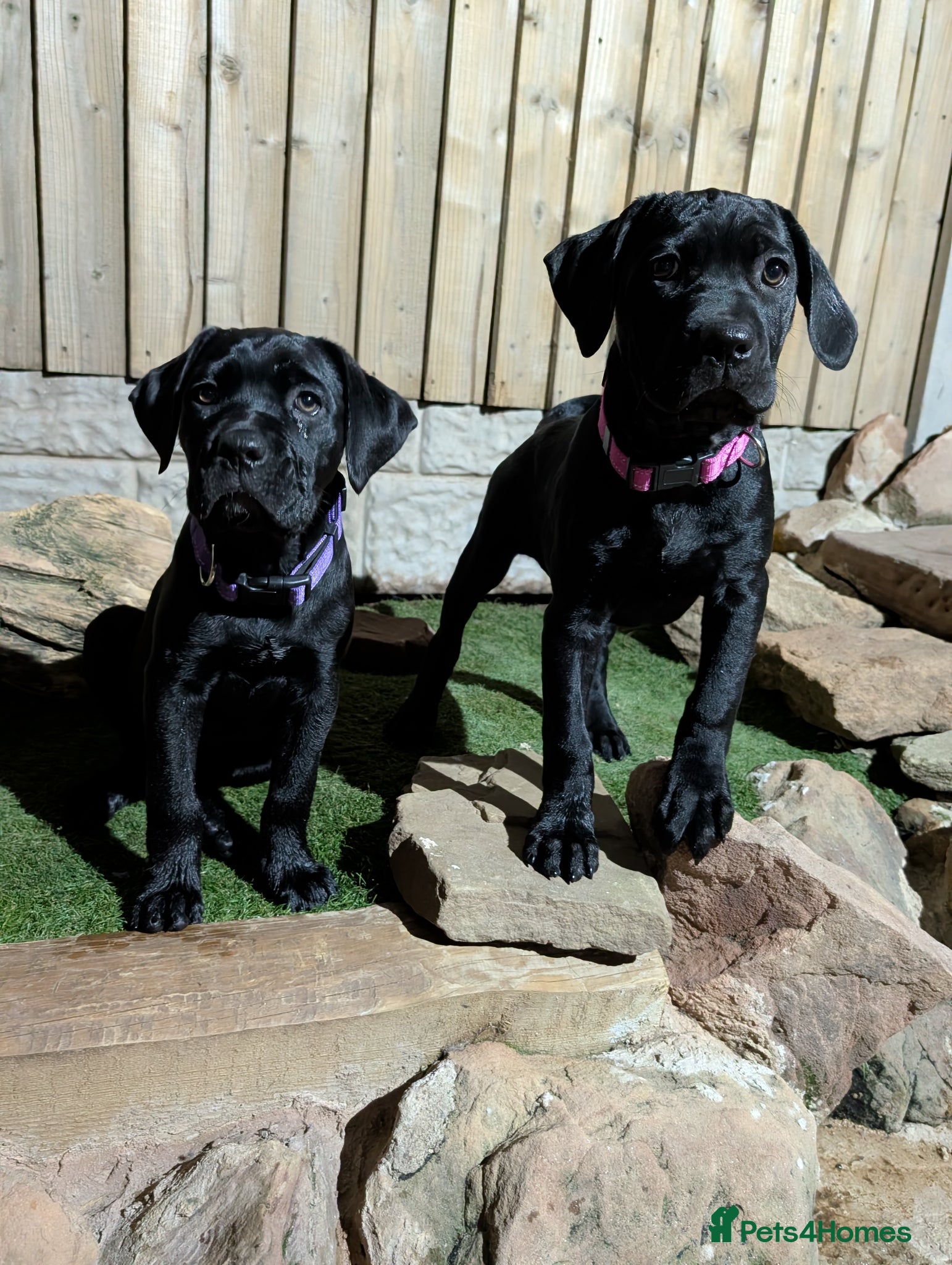 Cane Corso dogs Black female cane corsos puppies  - Advert 2