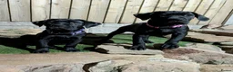 Cane Corso dogs for sale: Black female cane corsos puppies  - Advert 11