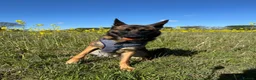 Mixed Breed dogs for sale: Handsome loving 1year old Belgium Malinois  in Lowestoft - Advert 2