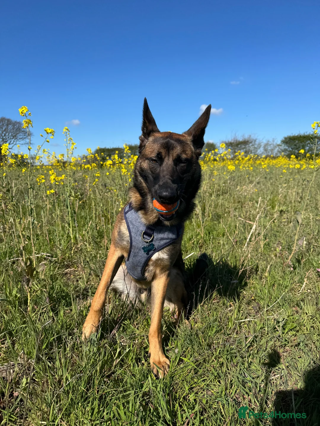 Mixed Breed dogs for sale: Handsome loving 1year old Belgium Malinois  in Lowestoft - Advert 2