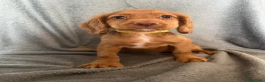 River Cocker Spaniel 2