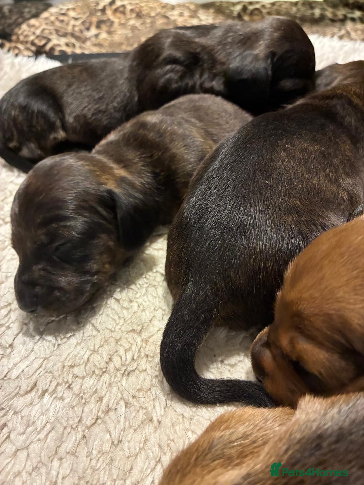 Dachshund dogs for sale: Miniature dachshunds  - Advert 4