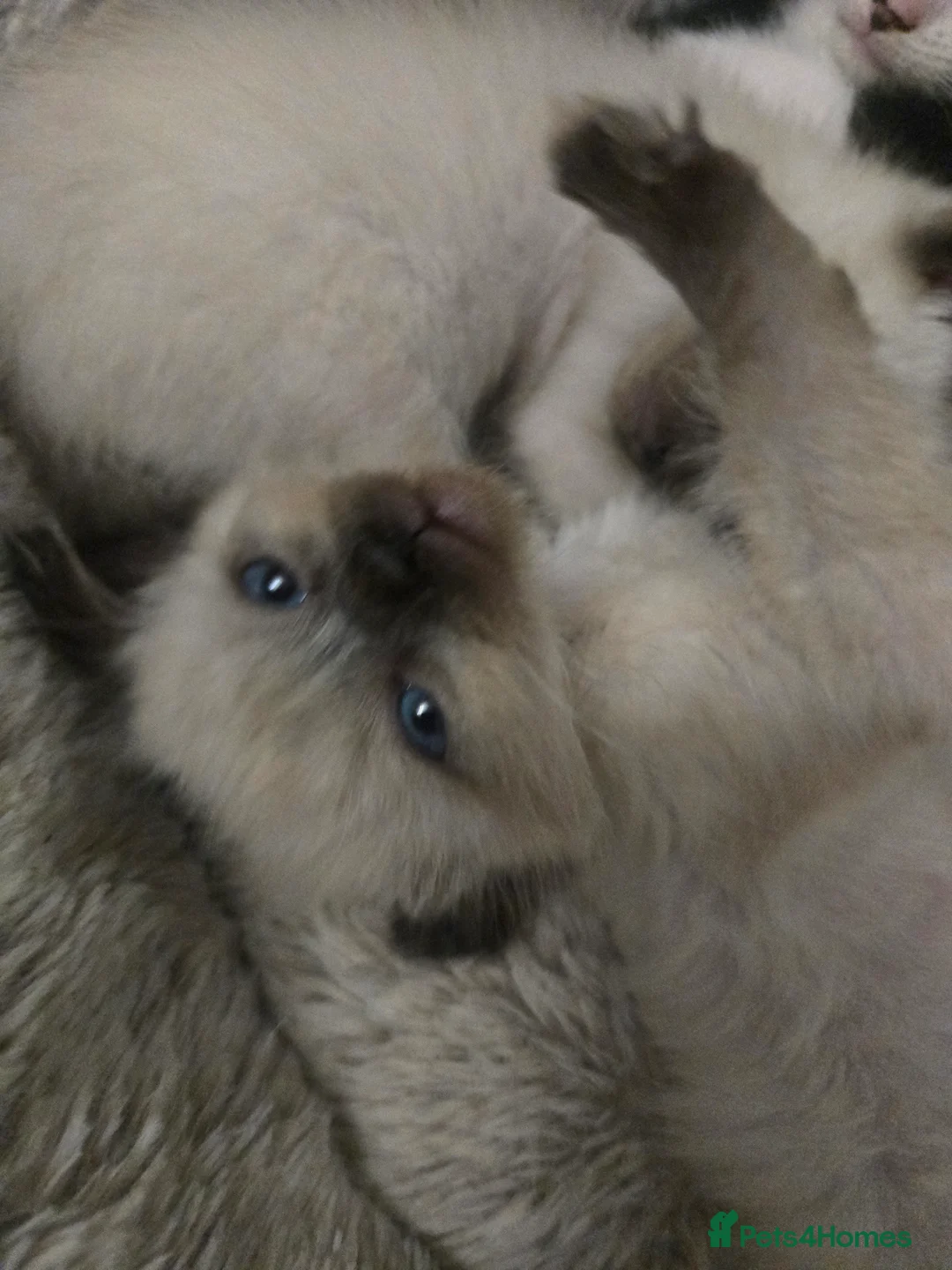 Mixed Breed cats for sale: Ready for new slaves beautiful sphynx babies. - Advert 22