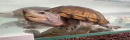 Terrapin reptiles for sale: Pair of terrapins  in Lanark - Advert 3