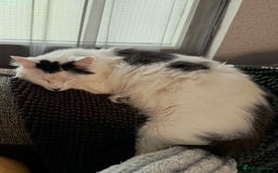 Mixed Breed cats for sale: Luna, Salum & Nova & Pixie - Image 3