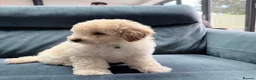 Cavapoo dogs for sale: Stunning white toy cavapoo puppy FHT in Leicester - Advert 2