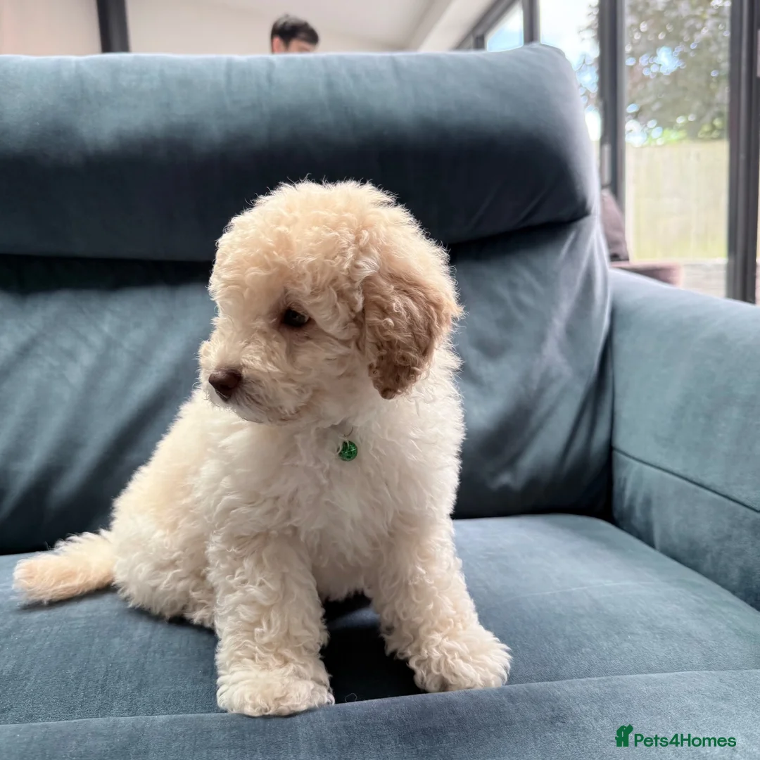 Cavapoo dogs for sale: Stunning white toy cavapoo puppy FHT in Leicester - Advert 2