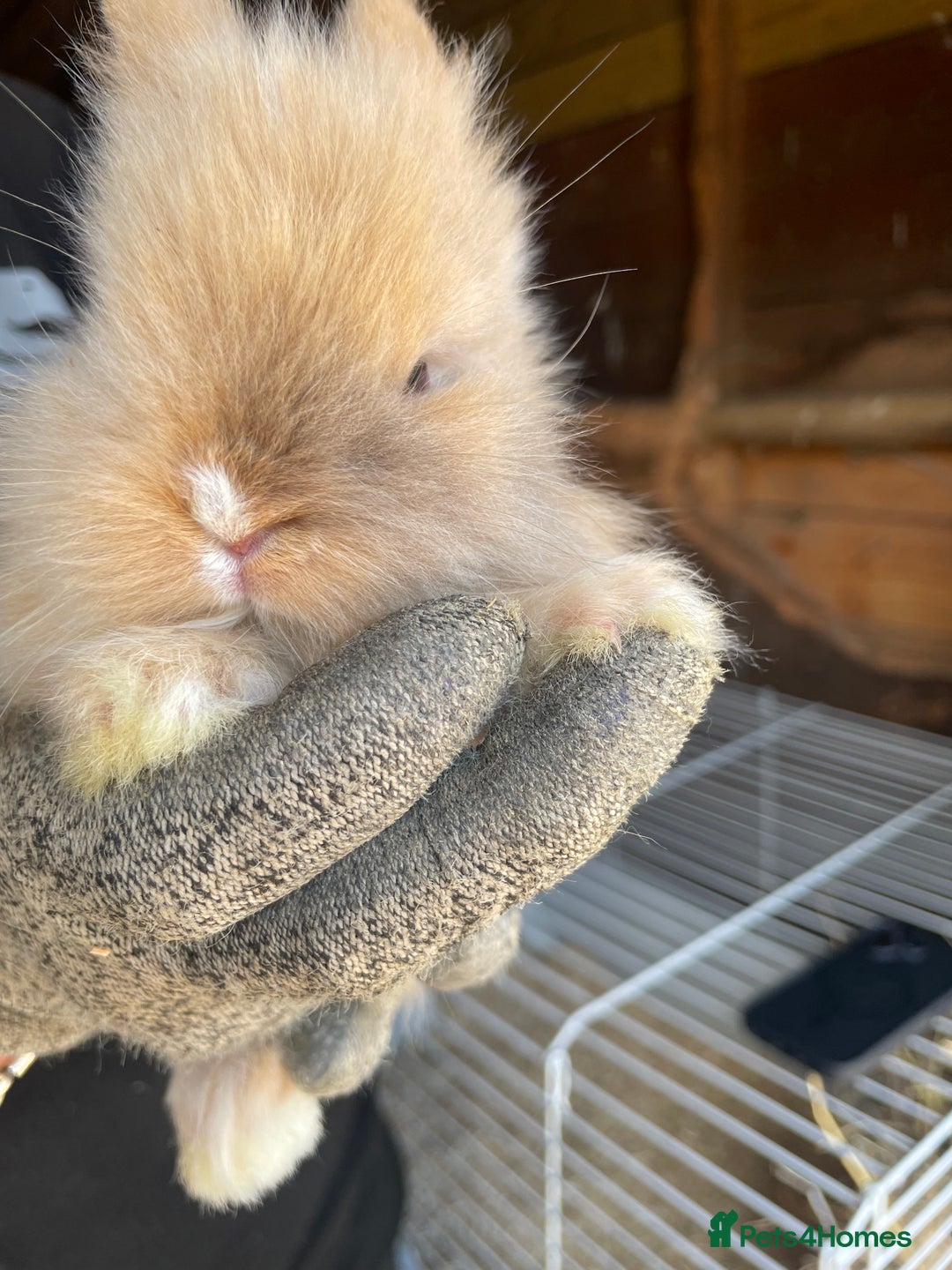 Lionhead rabbits for sale: Beautiful Lion head Baby Bunnies  - Image 7