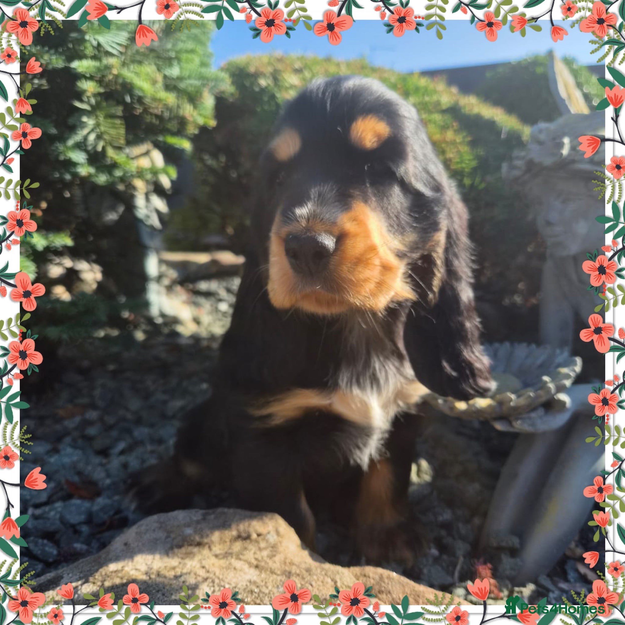 Cocker Spaniel dogs Kc reg Cocker Spaniel puppies READY NOW ! - Advert 1