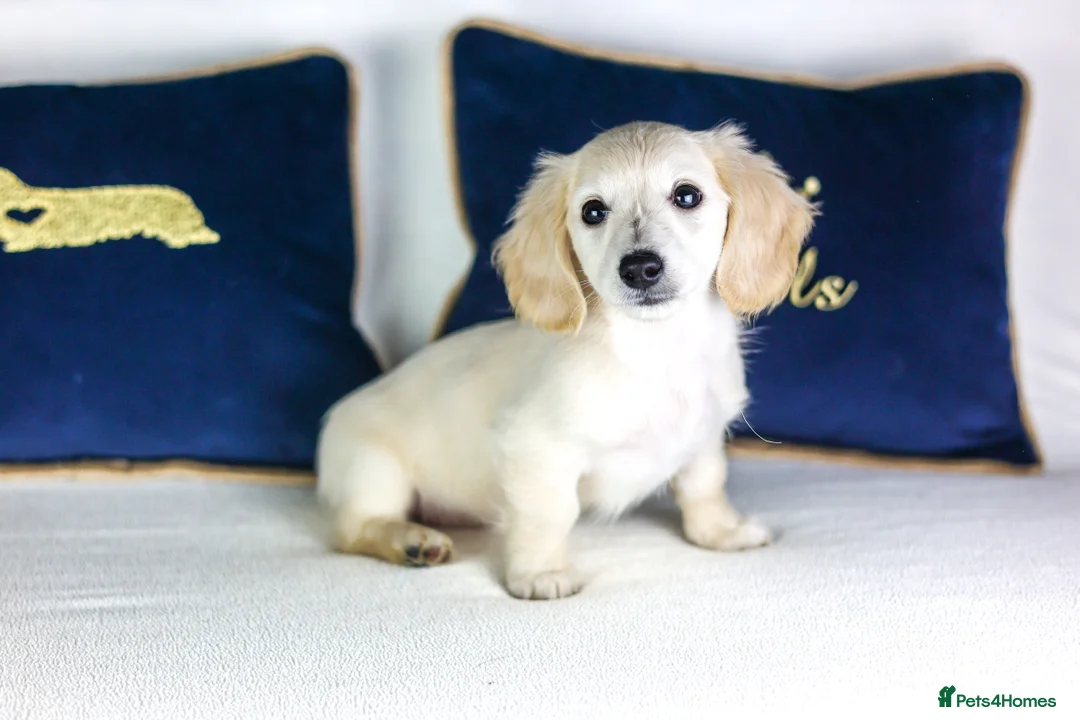 Miniature Dachshund dogs for sale: KC Registered Longhair Cream Miniature Dachshund  - Advert 5