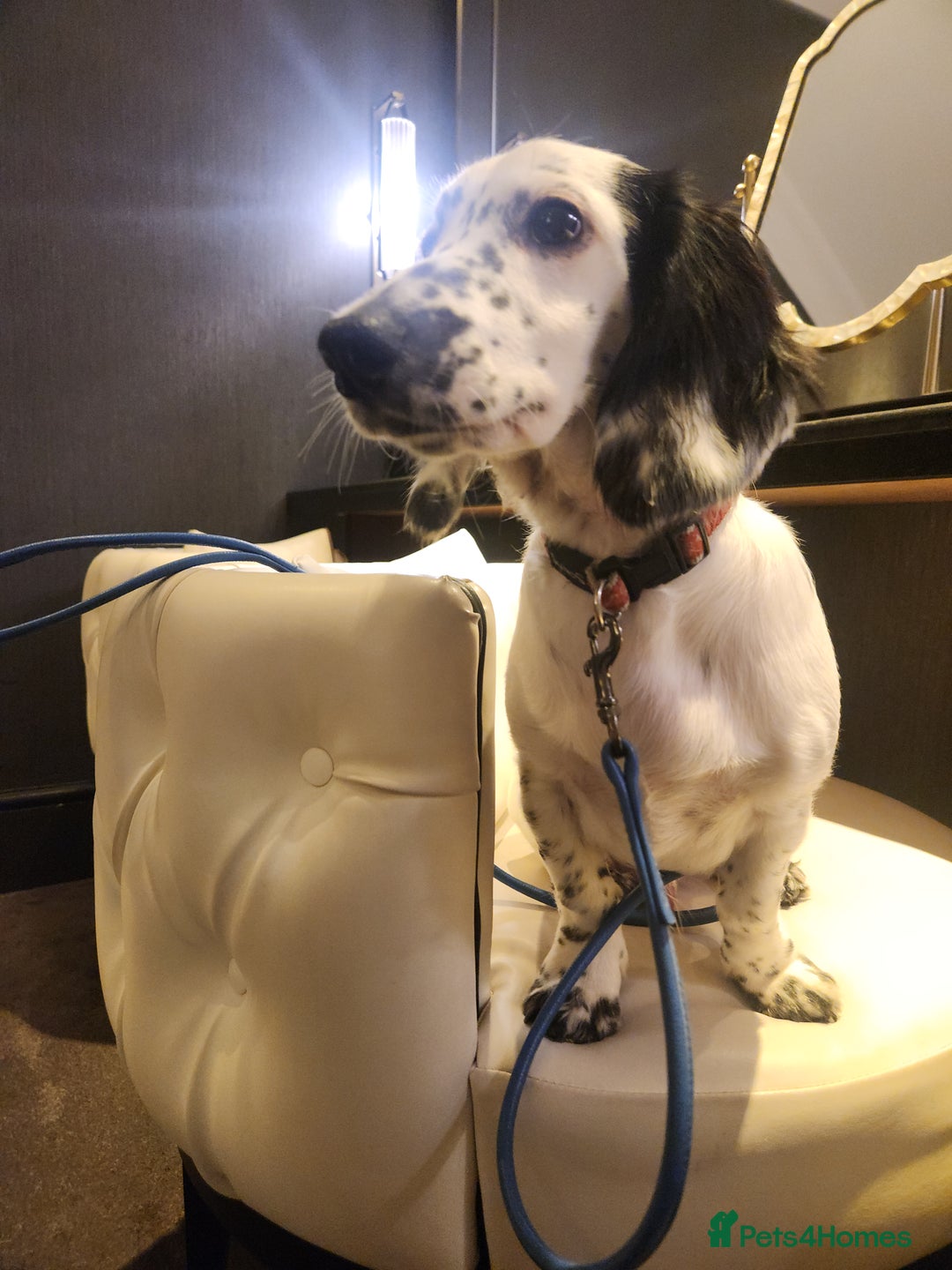 Dachshund dogs for sale: Last piebold black and white Dachshund Puppy  - Advert 16