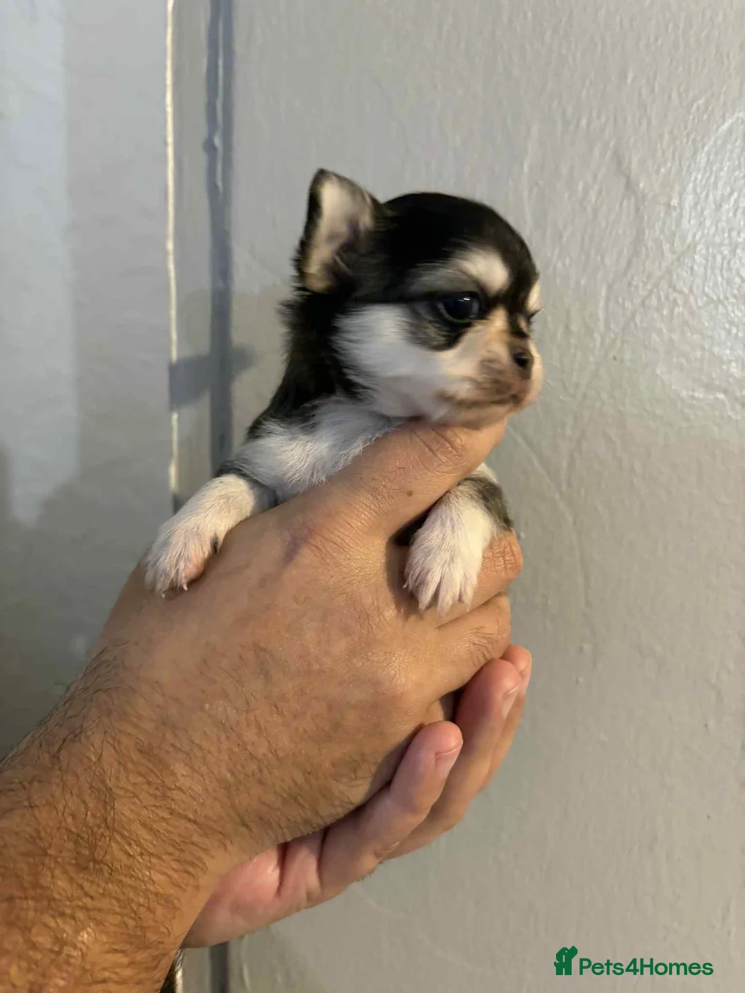 Chihuahua dogs for sale: Very beautiful husky markings chihuahua for sale - Advert 3