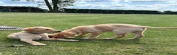 Labrador Retriever dogs for sale: Gorgeous Yellow KC Labs - Advert 9