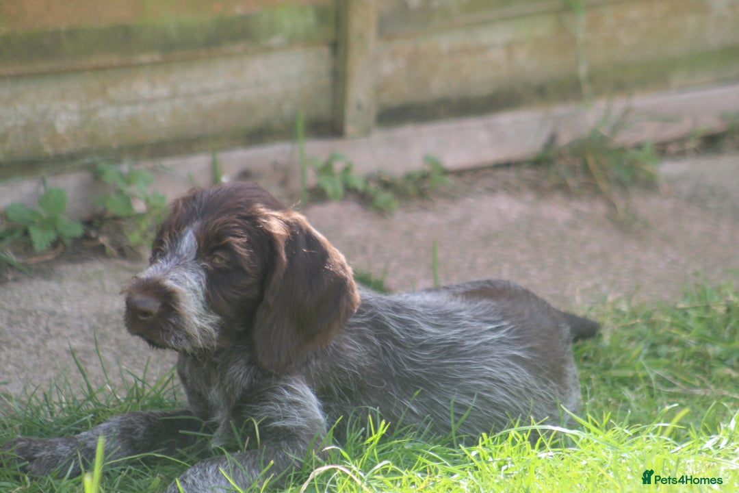 German Wirehaired Pointer dogs for sale: Beautiful Gwps puppies - Image 10