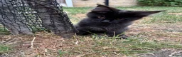Maine Coon cats for sale: 2 girls remaining, stunning colours - Advert 17