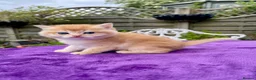 British Shorthair cats for sale: Golden, Golden Colourpoint & Silver Tipped - Advert 16