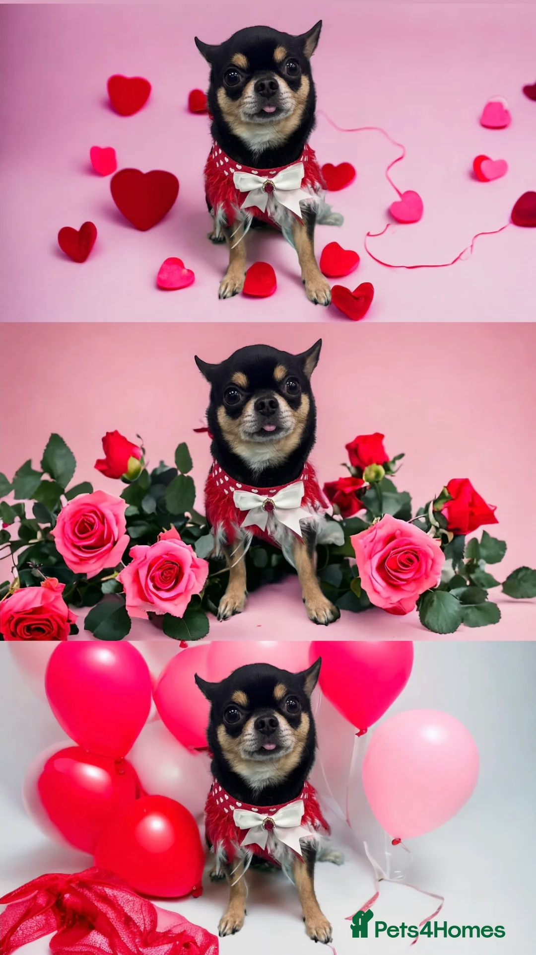 Chihuahua dogs for stud: Tri colour chi - Proven stud in Middlesbrough - Advert 6