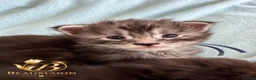 Maine Coon cats for sale: Tica registered Adorable Mainecoon Kittens - Advert 21