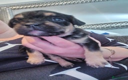 Mixed Breed dogs for sale: Froodle pups for sale  - Image 6