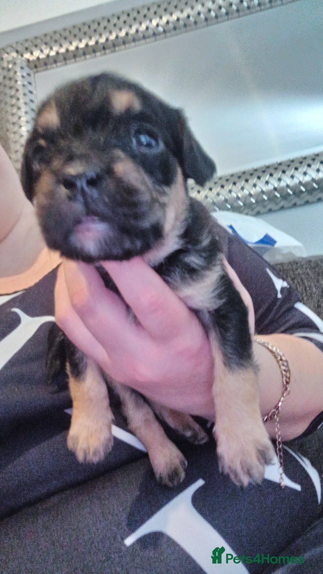 Mixed Breed dogs for sale: Froodle pups for sale  - Image 6