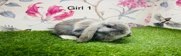 Mini Lop rabbits for sale: Male mini lop baby rabbit  - Advert 1
