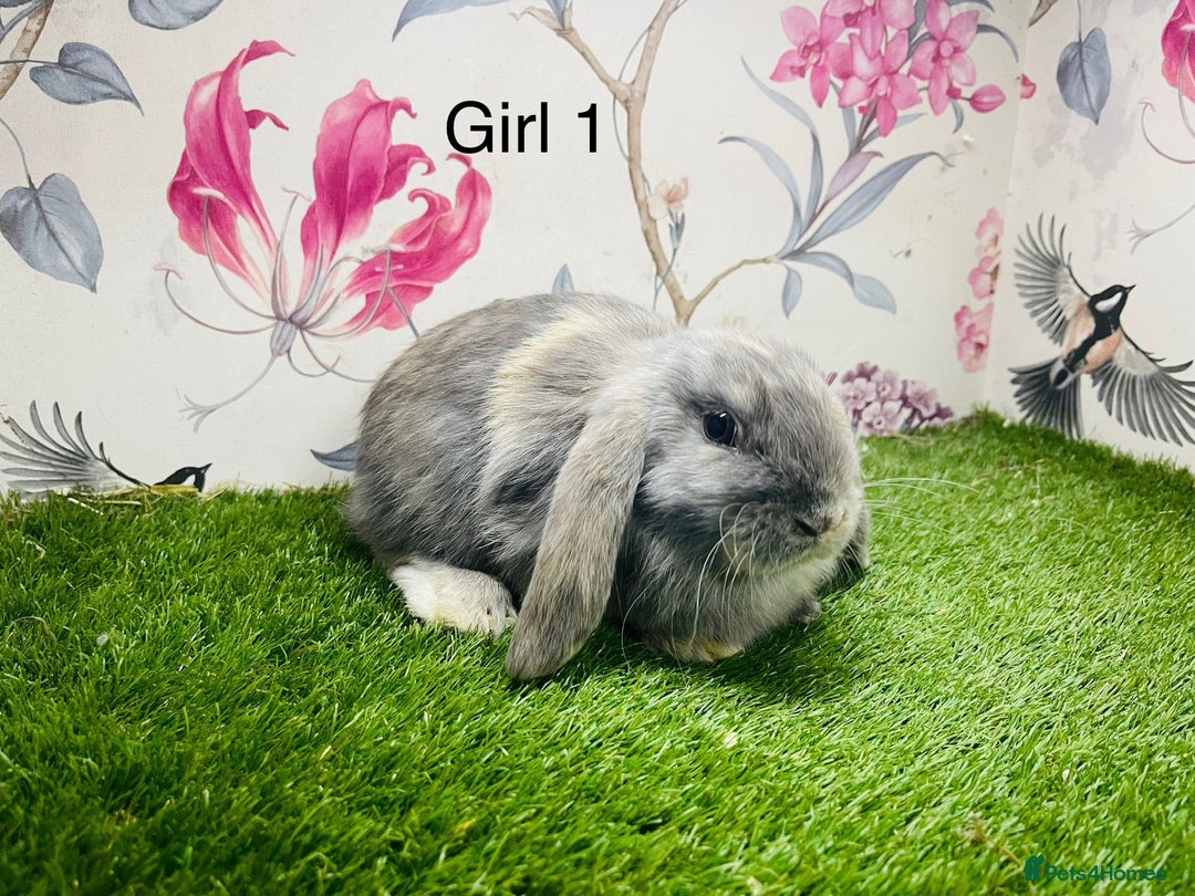 Mini Lop rabbits for sale: Male mini lop baby rabbit  - Advert 1