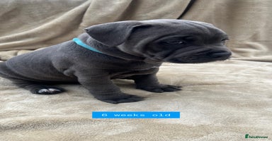 Staffordshire Bull Terrier dogs in Wellingborough - Advert 5