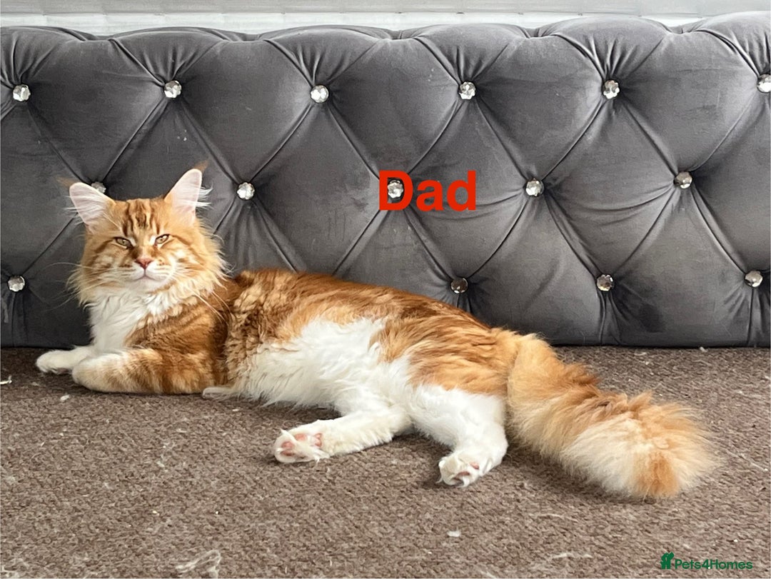 Maine Coon cats for sale: Stunning Mainecoon kittens x4 - Image 4