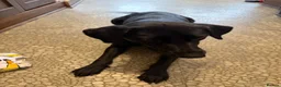 Sheprador dogs for sale: Beautiful female dog - Advert 2