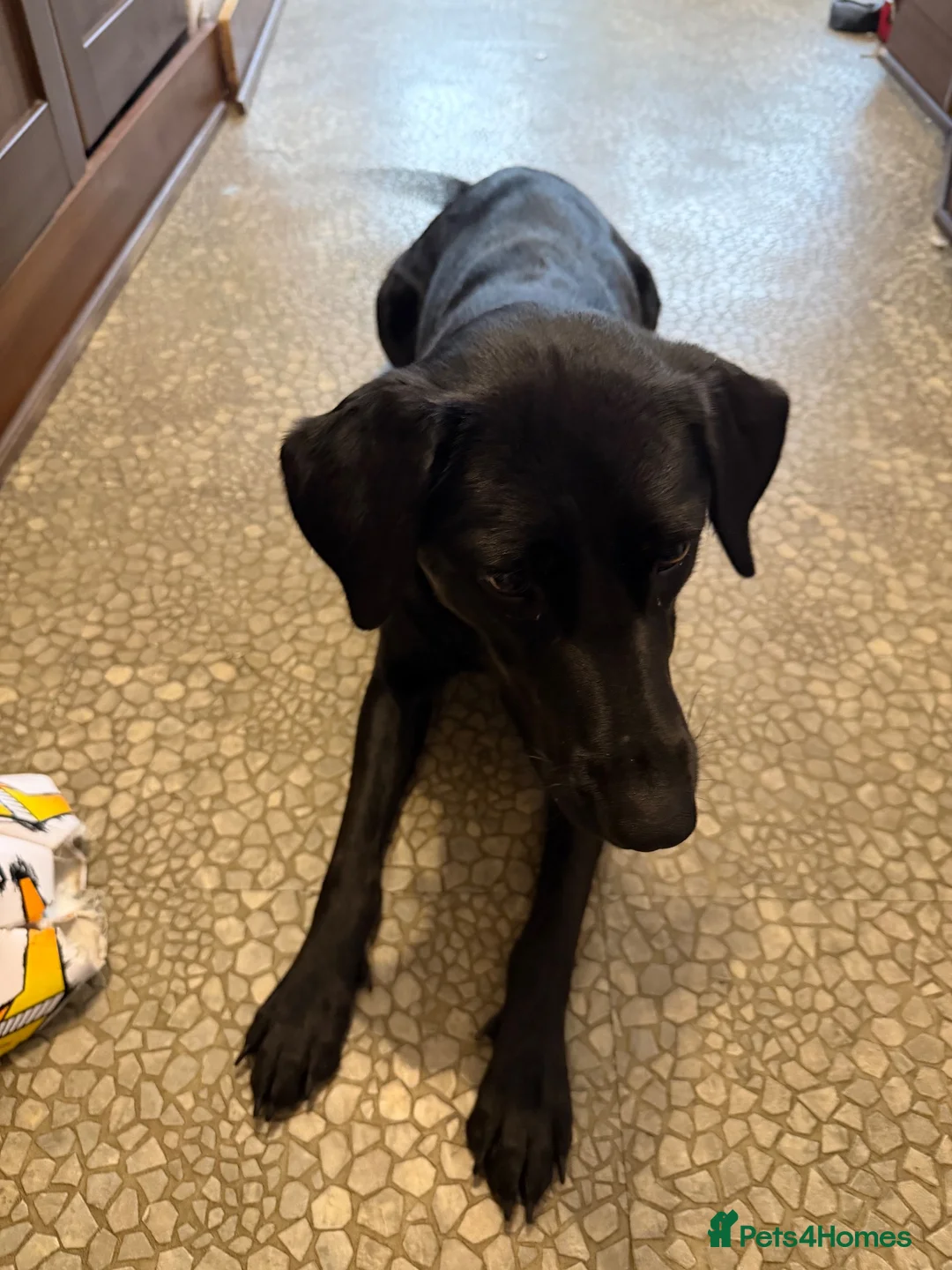 Sheprador dogs for sale: Beautiful female dog - Advert 2