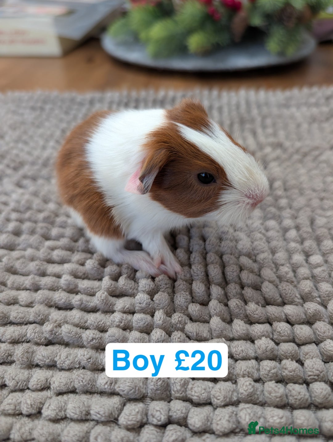 Guinea Pig rodents for sale: Baby guinea pigs girls and boys   - Advert 8