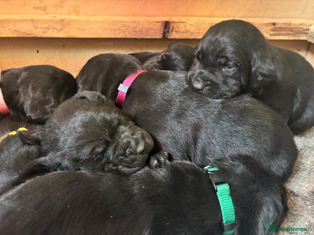 Labrador Retriever dogs for sale: Beautiful Labrador Puppies - Image 1