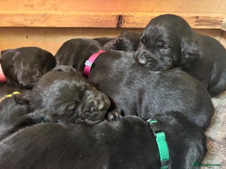 Labrador Retriever dogs - Advert 19