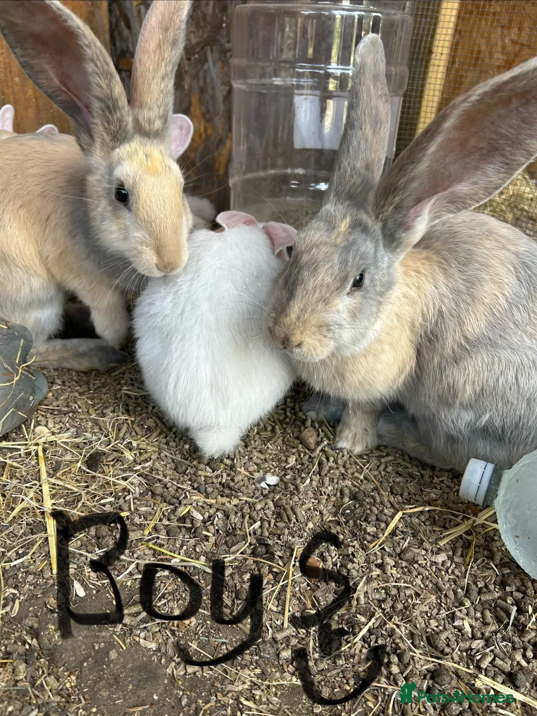 Continental Giant rabbits for sale: Gorgeous continental giant rabbits in Melton Constable - Advert 1