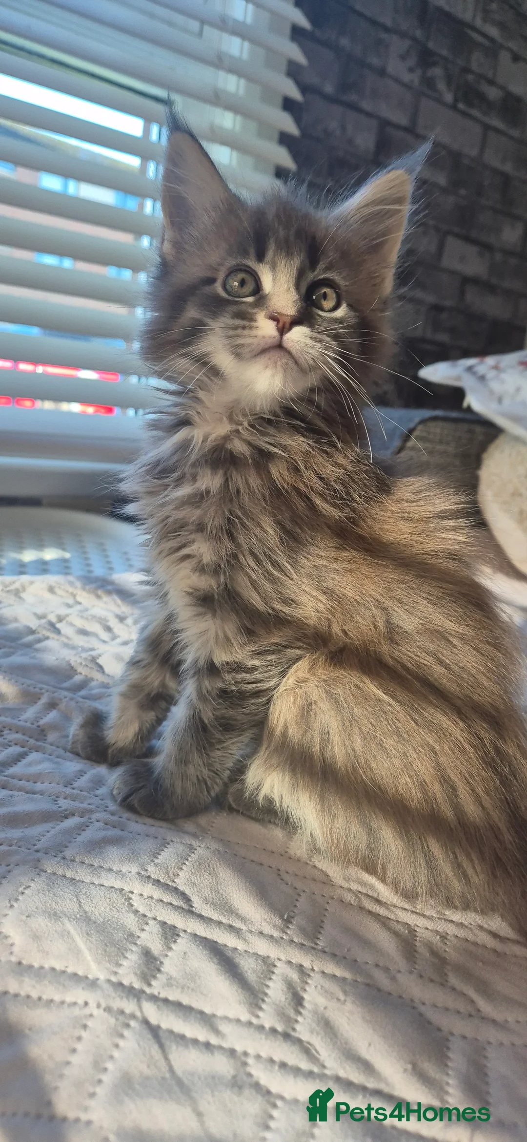 Maine Coon cats for sale: Maine Coon kittens  - Advert 15