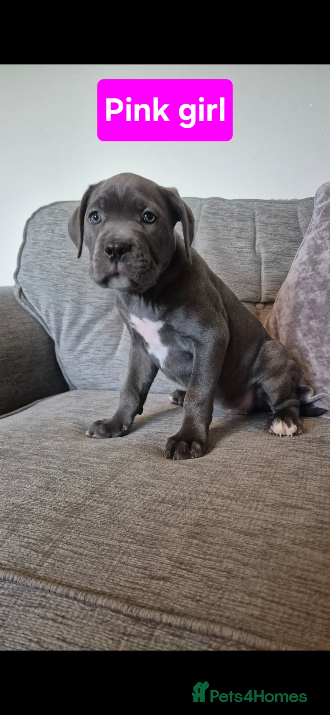 Cane Corso dogs for sale: Ready for new homes, cane corsos.  - Advert 12