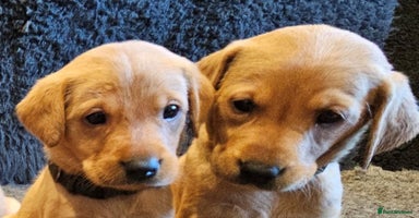 Labrador Retriever dogs - Advert 4
