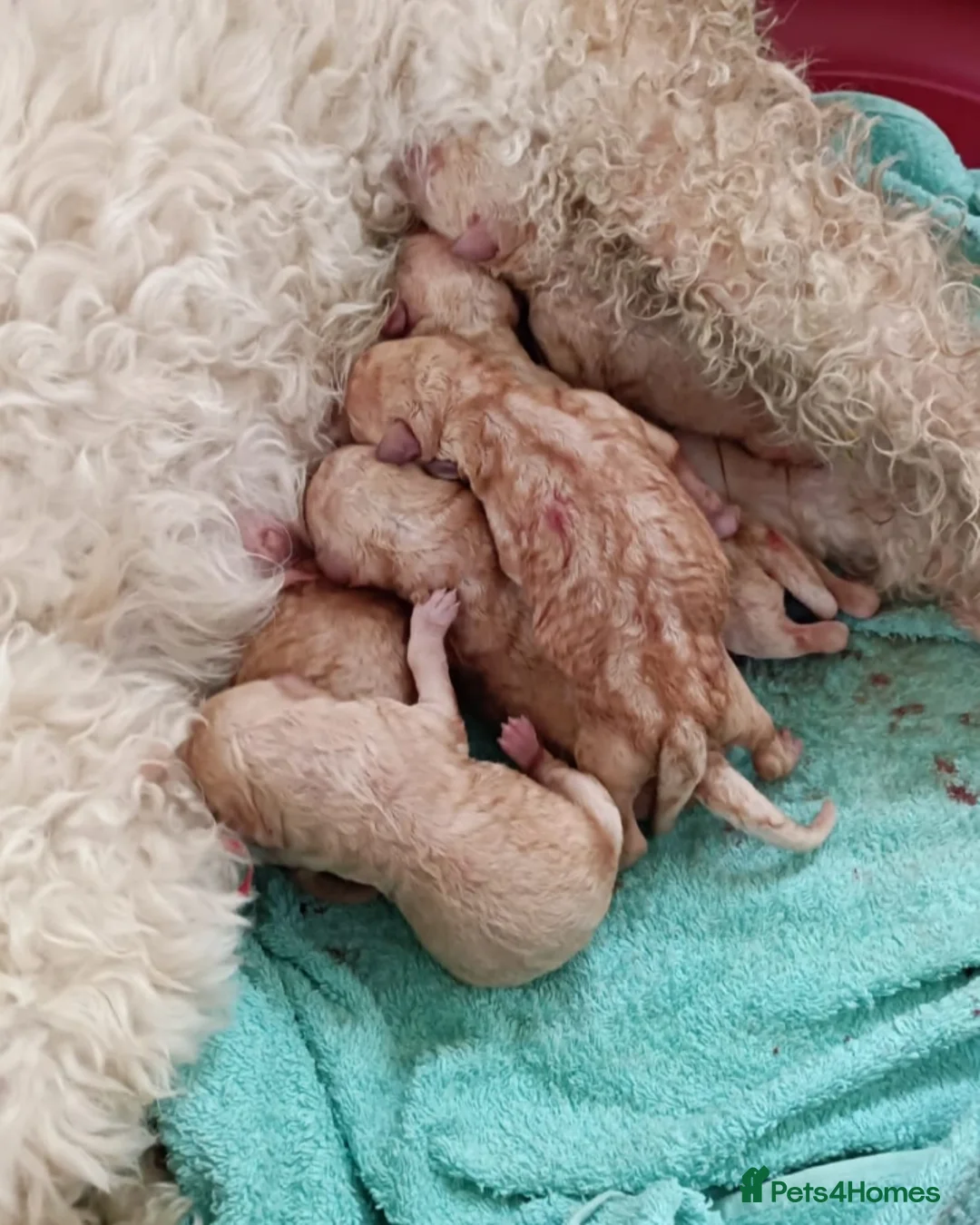 Standard Poodle dogs for stud: Cream K.C reg Standard Poodle 4 Stud  in Chesterfield - Advert 12