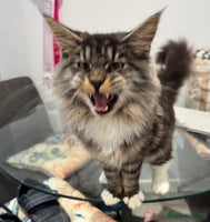 Maine Coon cats - Advert 9