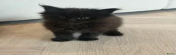 Maine Coon cats for sale: Stunning,ACTIVE,TICA Registered,MaineCoon Kittens - Advert 18