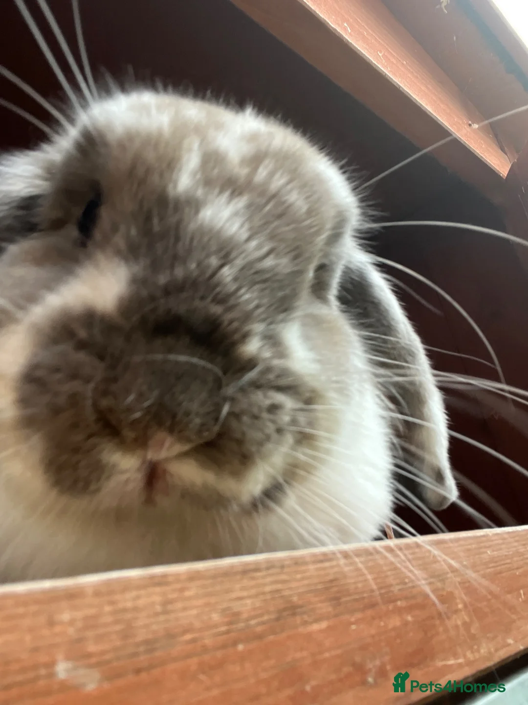 Mini Lop rabbits for sale: Rehoming Marni  - Advert 2