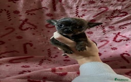 Chorkie dogs for sale: Chorkie puppies  - Image 2
