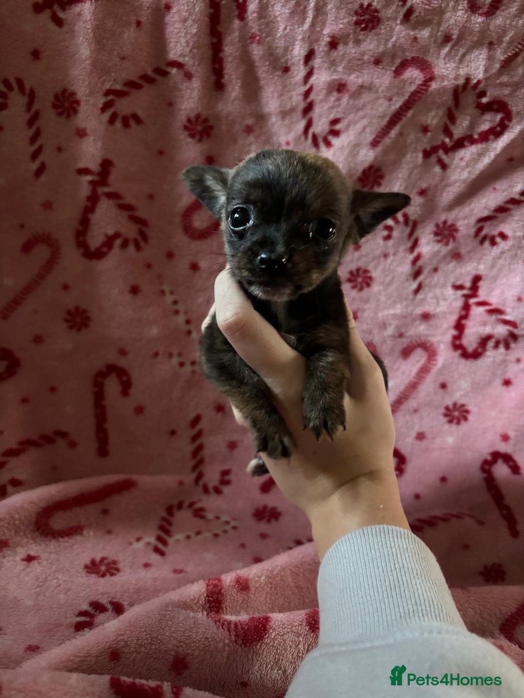 Chorkie dogs for sale: Chorkie puppies  - Image 2