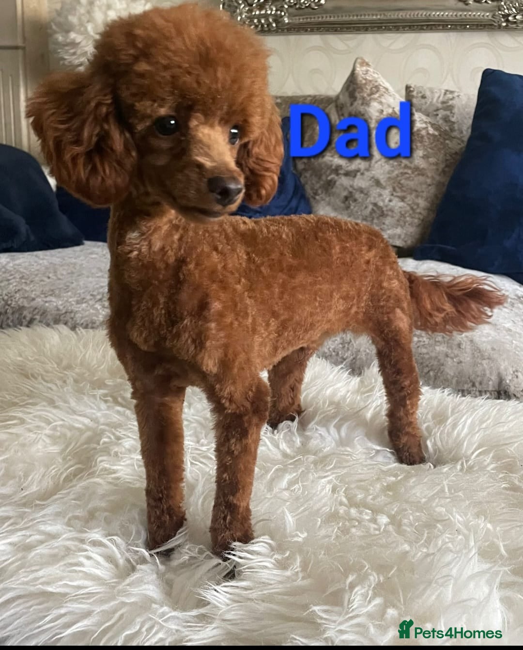 Toy Poodle dogs Gorgeous Toy poodle Puppies - 2 girls and 1 boy  - Advert 2