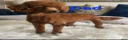 Toy Poodle dogs for sale: Gorgeous Toy poodle Puppies - 2 girls and 1 boy  in Dagenham - Advert 2