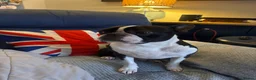 Boston Terrier dogs for stud: Boston terrier dog for stud  - Advert 4