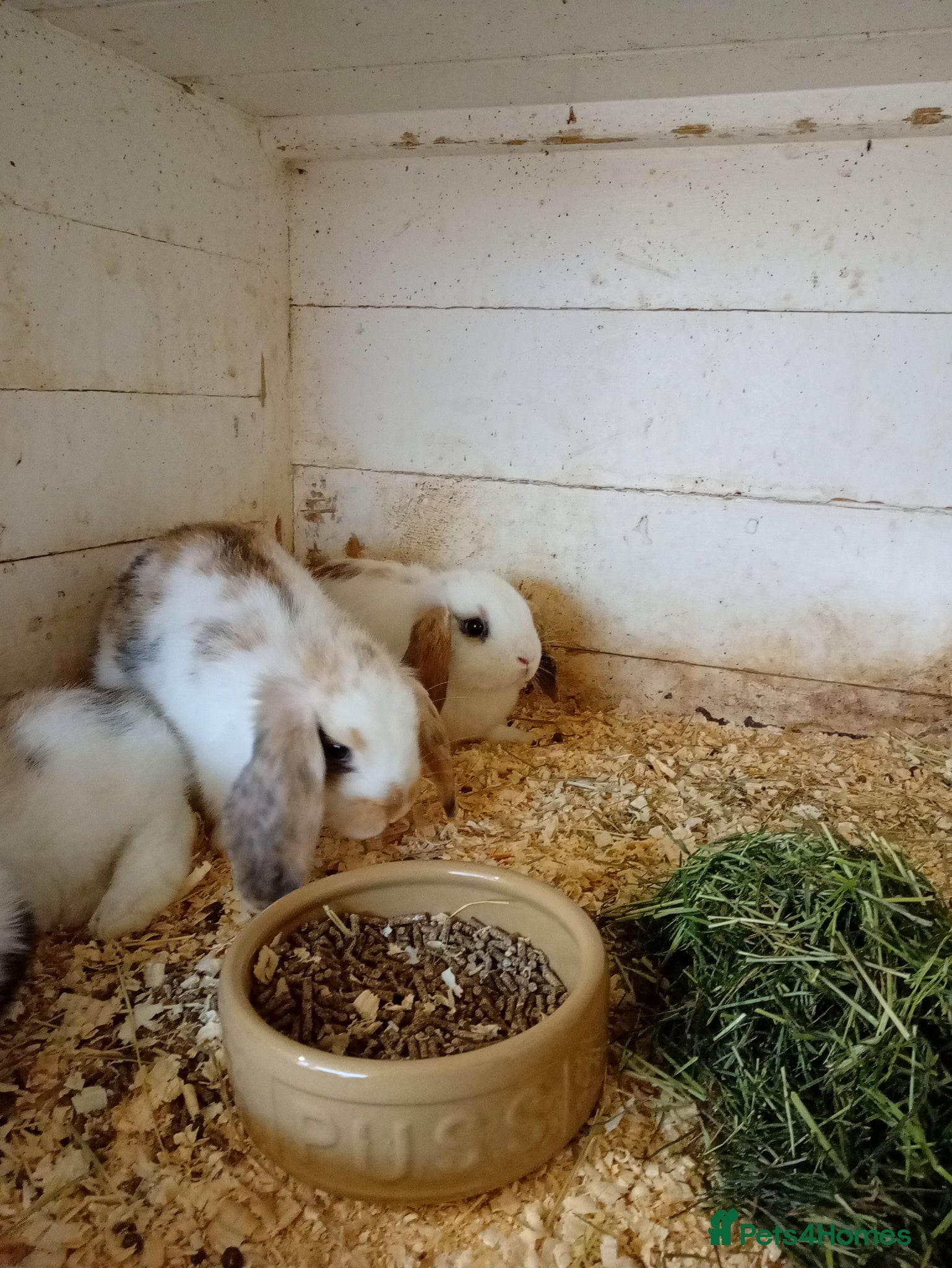 Mini Lop rabbits Mini lops  - Advert 2