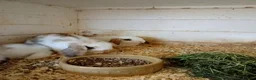 Mini Lop rabbits for sale: Mini lops  - Advert 2